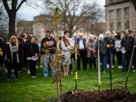 Anne Frank sapling planted on University of Iowa campus