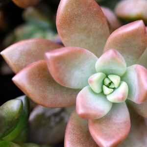 Succulents are the houseplant darlings of social media
