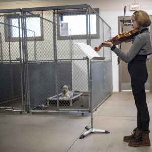 This 11-year-old plays her violin for people and animals