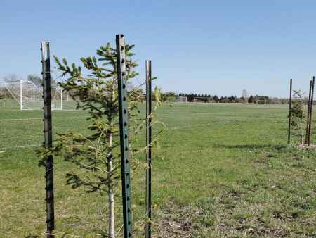 Washington, Riverside get tree-planting grants