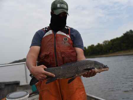 Invasive black carp now thriving in the Mississippi River