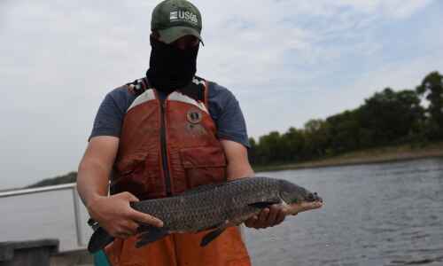 Invasive black carp now thriving in the Mississippi River