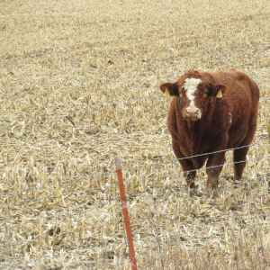 Most cattle counts match last month, down from last year