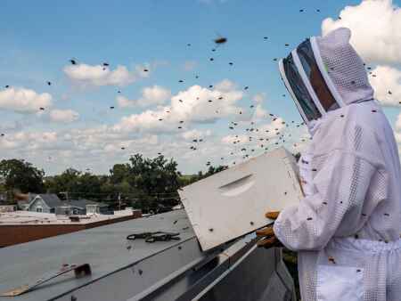 Uptown Marion is home to Iowa’s first urban rooftop bees