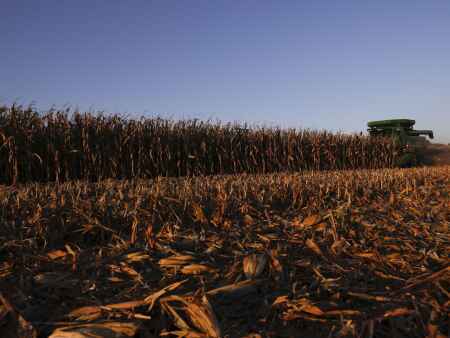 Iowa farmers warn of losses over Mexican GMO corn ban