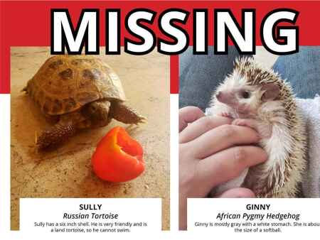 Tortoise, hedgehog stolen from Old MacDonald’s Farm at Bever Park