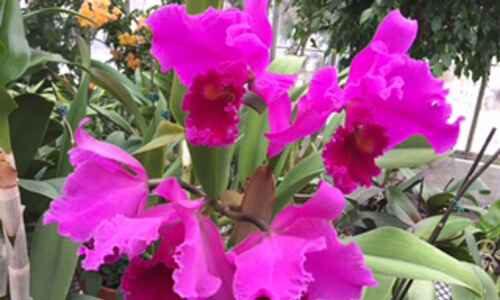 How to care for orchids