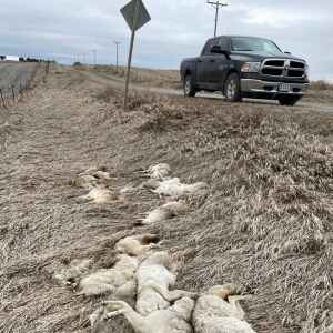 Coyote carcasses dumped in Johnson County