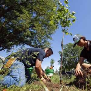 Cedar Rapids’ urban reforestation plan honored with top urban design award