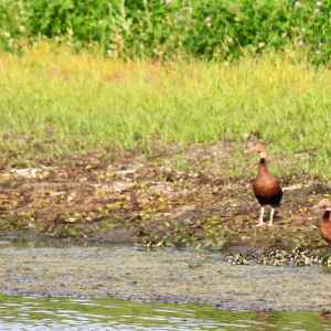Checking black-bellied whistling ducks off the list