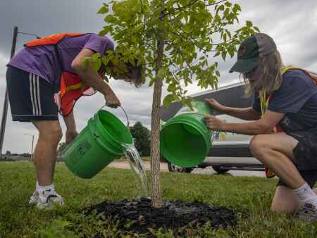 Trees Forever asks community to pitch in on ReLeaf C.R. to replant trees post-derecho