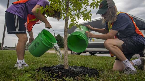 Trees Forever asks community to pitch in on ReLeaf C.R. to replant trees post-derecho