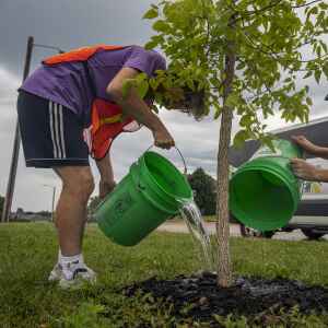 Vouchers will help eligible C.R. residents buy trees for post-derecho replanting