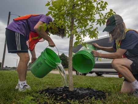 Vouchers will help eligible C.R. residents buy trees for post-derecho replanting