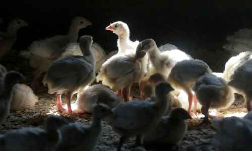 2 more bird flu cases affect Iowa turkey flocks