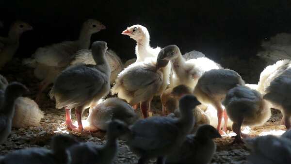 2 more bird flu cases affect Iowa turkey flocks