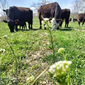 Cattlemen anticipate Electronic Identification regulations