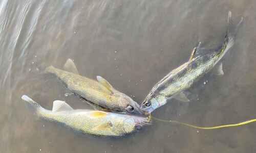 Wildside column: Walleye and bass are on this list