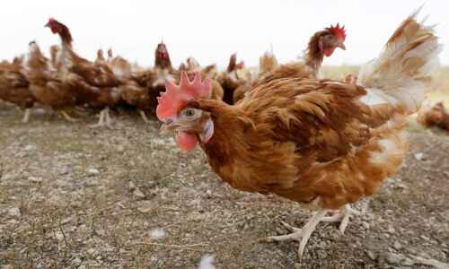 Bird flu detected in backyard flock in Iowa