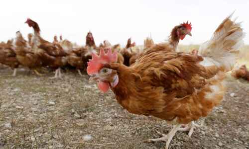 Bird flu drives free-range hens indoors