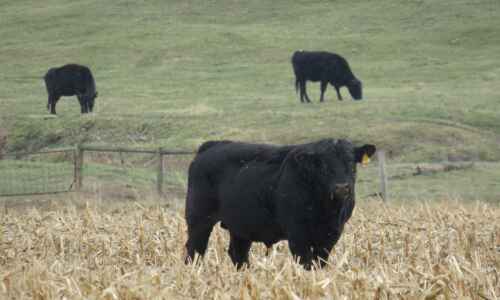 Cropland grazing saves feed, grassy pastures