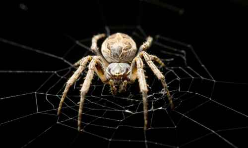 How does the spider detect its prey?