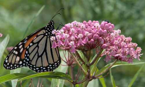 Plant with monarchs in mind