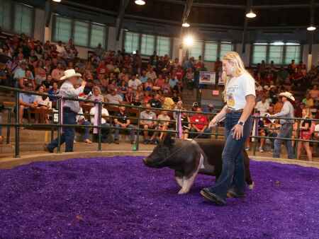 Former 4-H’er says raising pigs taught life lessons