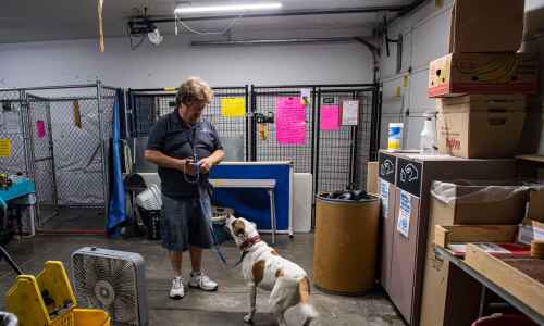 Scarlett, a bulldog mix, has spent three years in C.R. shelter