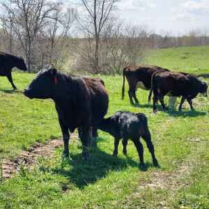 Spring is the air, and calves are in the fields