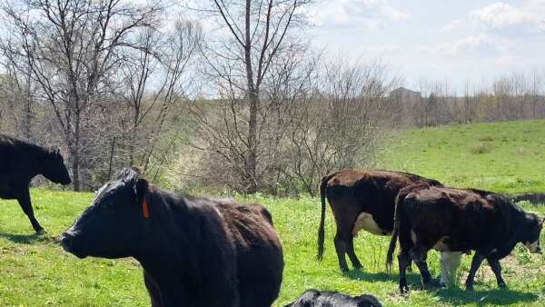Spring is the air, and calves are in the fields