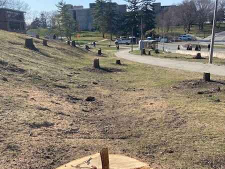 About 100 trees removed for new UI road, some employees angry