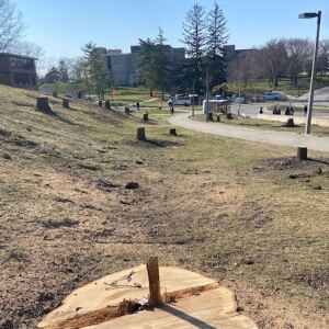 About 100 trees removed for new UI road, some employees angry
