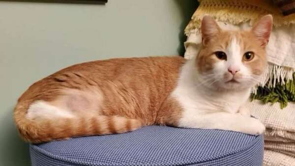 Cedar County cat survives being shot with crossbow