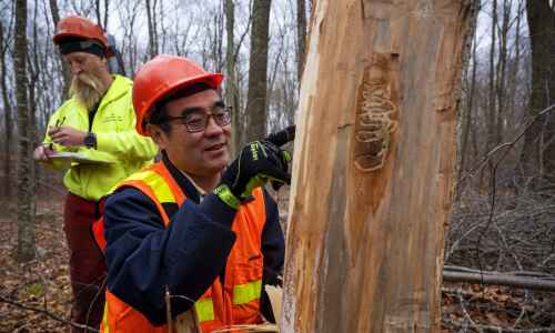 Researchers optimistic a tiny wasp is turning the tide against emerald ash borer