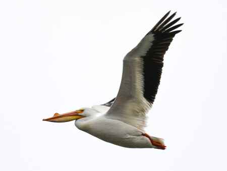 Plentiful pelicans stop in Iowa City on migration north