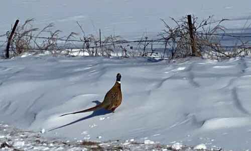 Another pheasant feast on horizon in 2021
