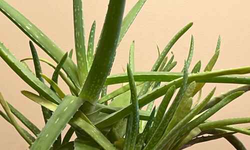 Growing easy-care aloe vera, nature’s burn ointment