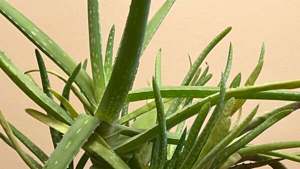 Growing easy-care aloe vera, nature’s burn ointment